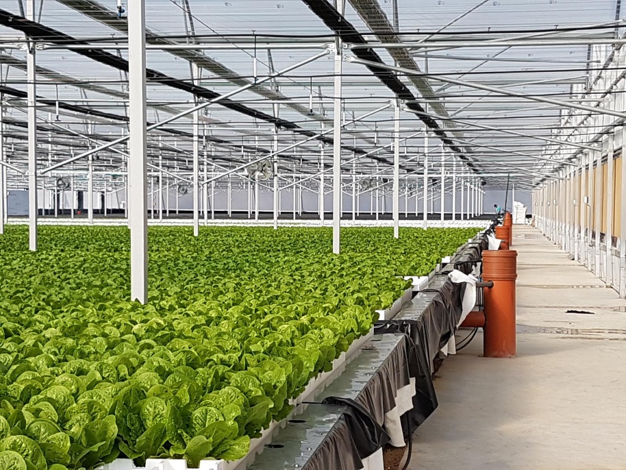 Leafy greens on floating growing beds