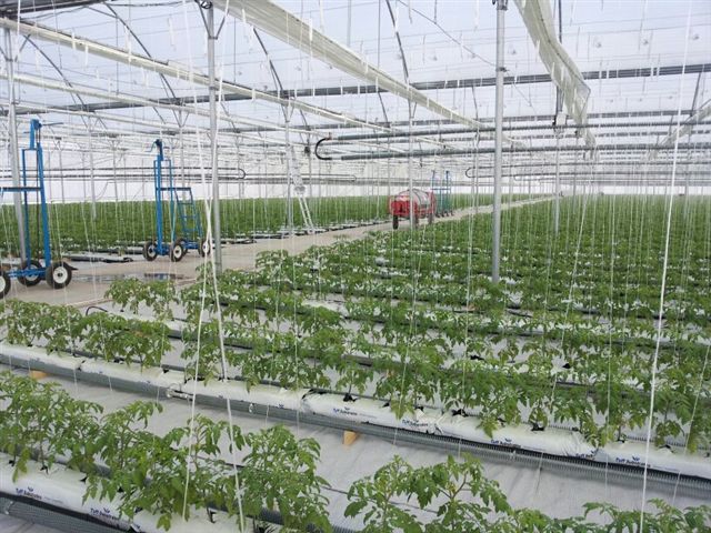 Hydroponic greenhouse growing rows